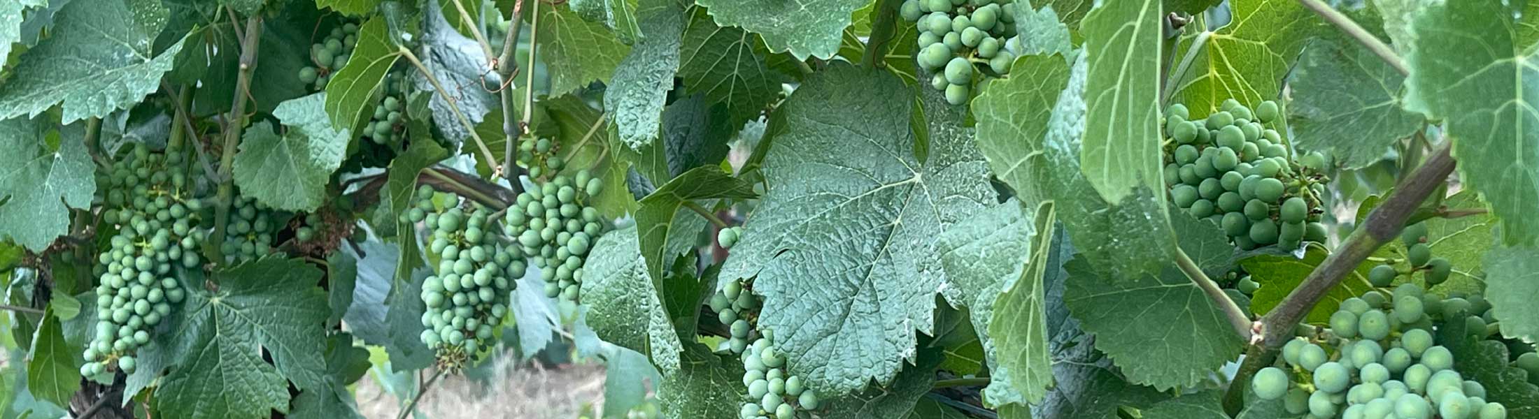 Wine grape clusters • Oakland Creek Village